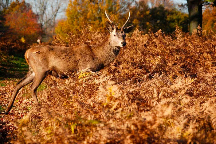 Photograph of a deer in Richmond Park, London