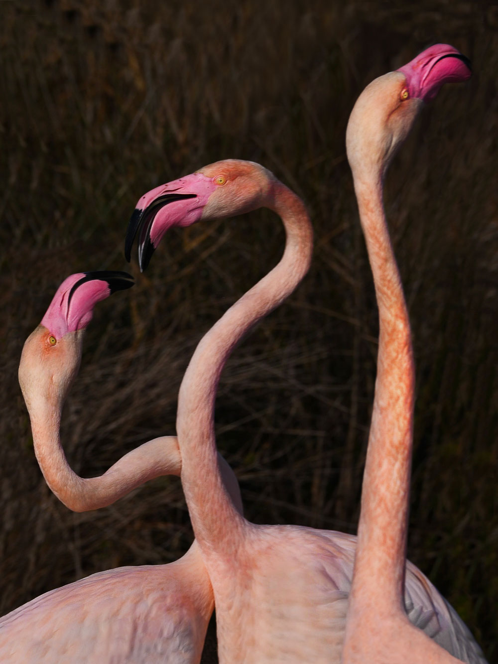 Photograph of two flamingos