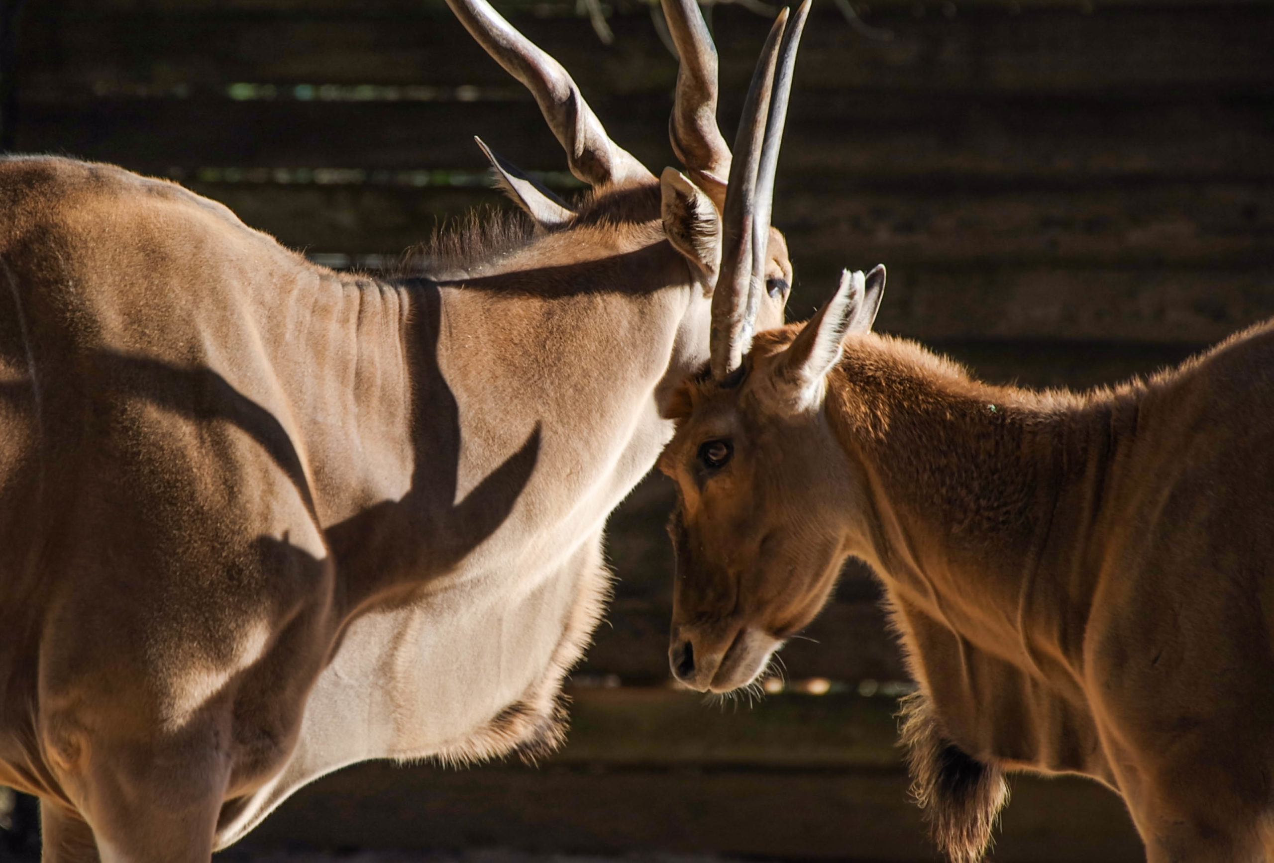 Antilopes - Photographie de Jacques Joffre et Alexandre Juskewycz