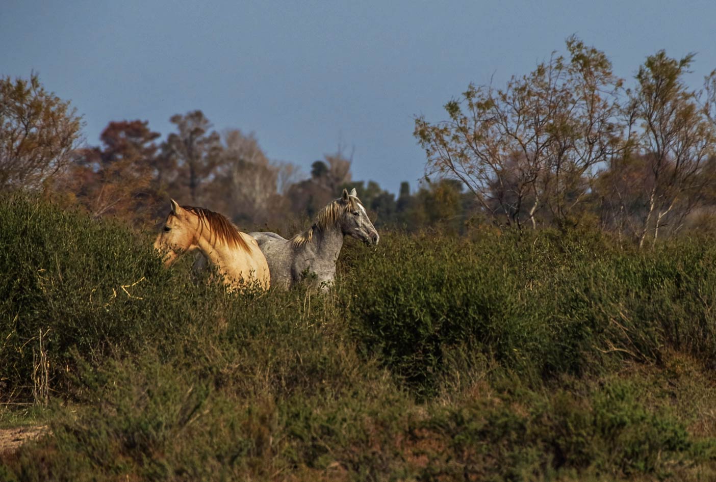 Horses in Camargues